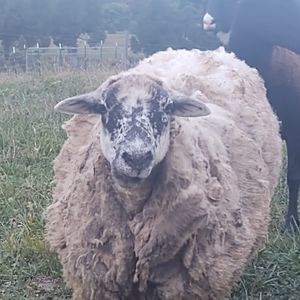 Meet your Posher, Jeanne